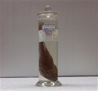 藏品(青瞻星魚)的圖片